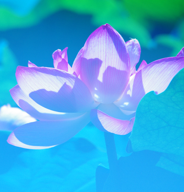 蓮♯２