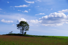 北海道でよかった＾＾