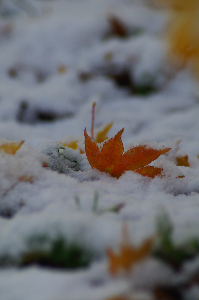 雪のベッド