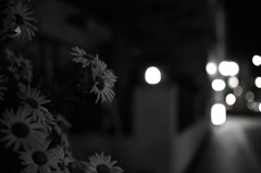 ある光と花PartⅡ