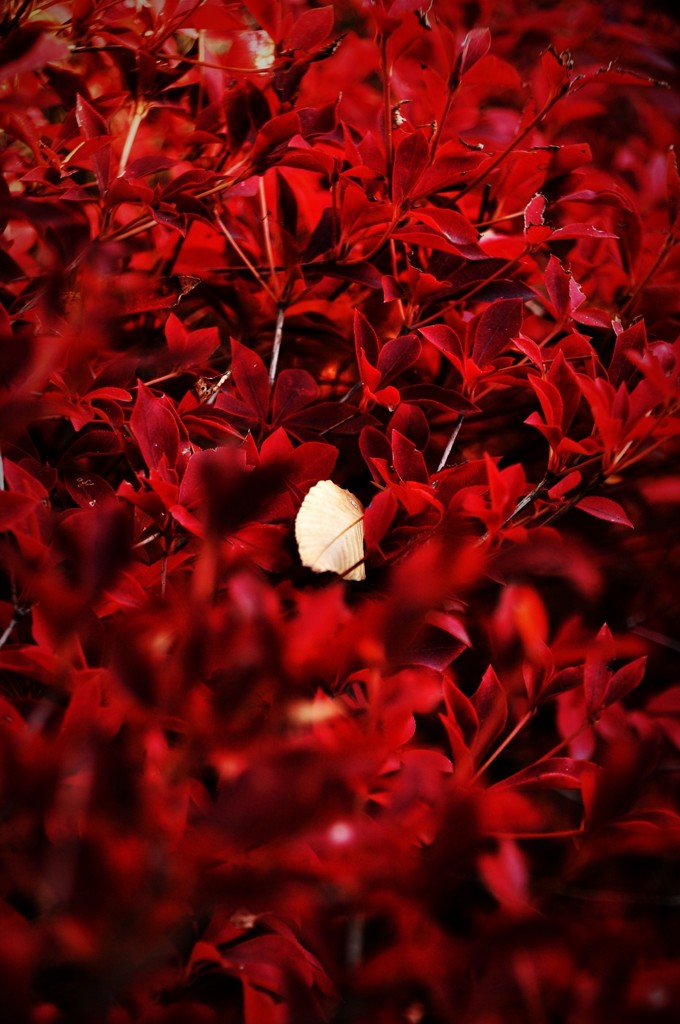 ある逆紅一点