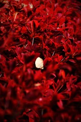 ある逆紅一点