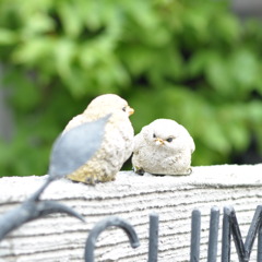 ある鳥たち