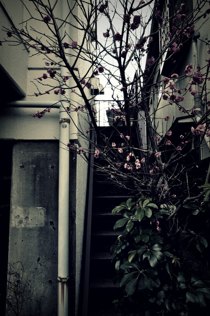 ある階段Ⅱ