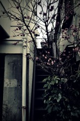 ある階段Ⅱ