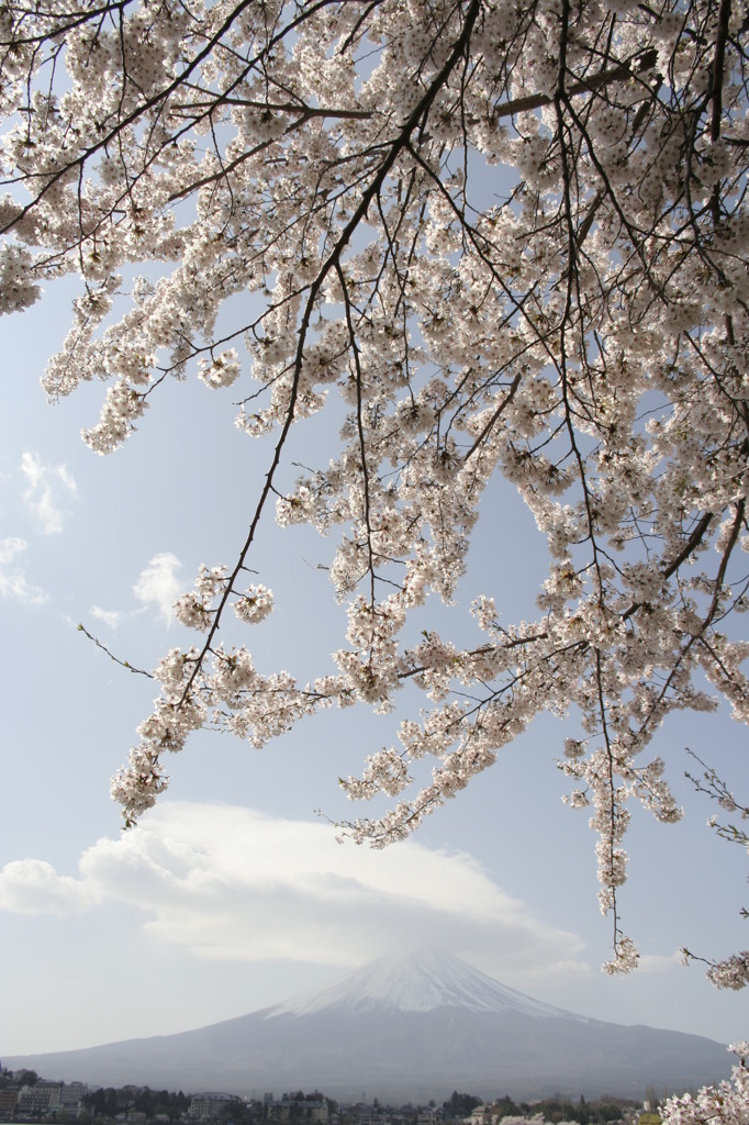 桜と笠雲と富士