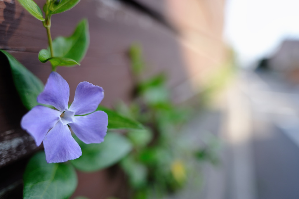 壁の花
