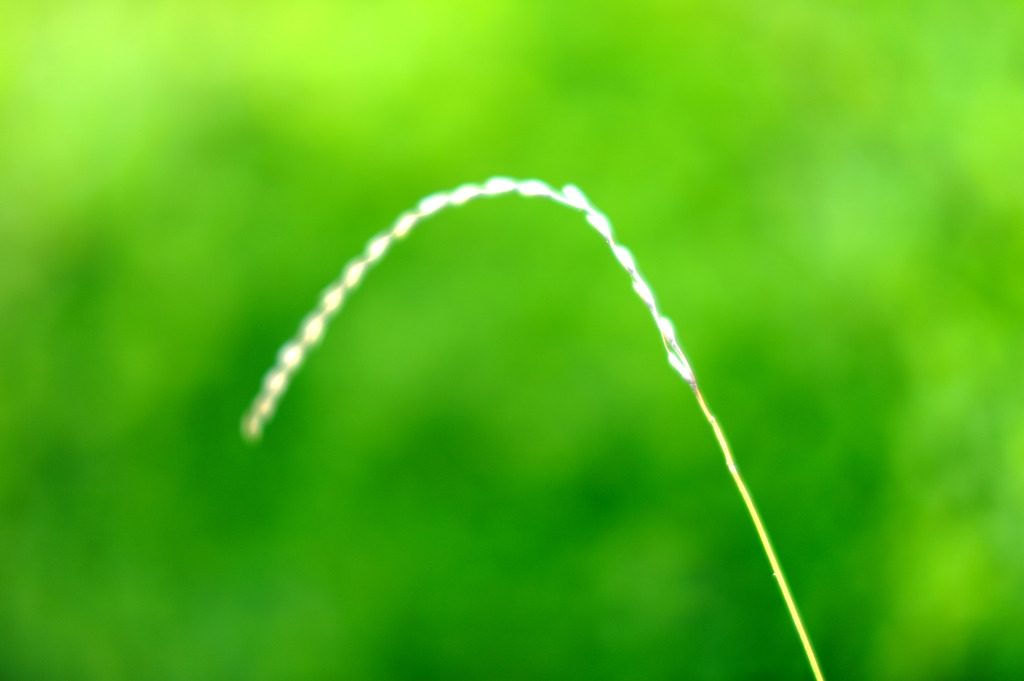 夏草