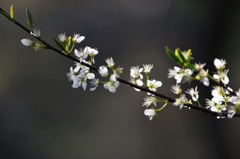 仙台市鶴ガ谷の桜