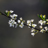 仙台市鶴ガ谷の桜