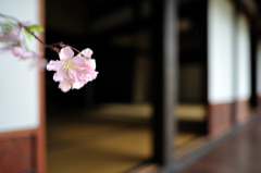 花一輪