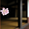 花一輪
