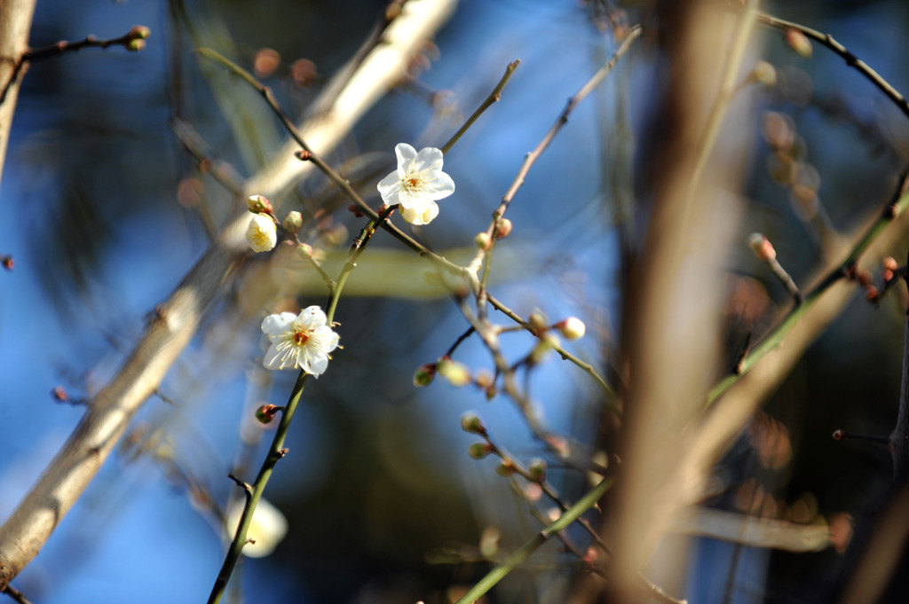 梅花１