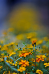 Petite Fleur