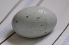 何の卵？