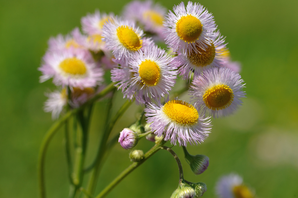 路傍の花々