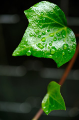 水滴２