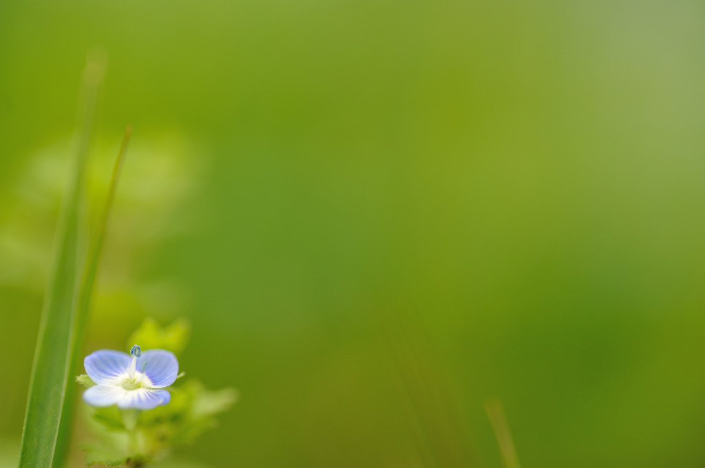 小さな花