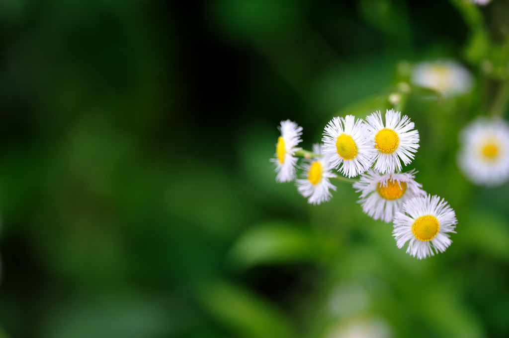 路傍の花２