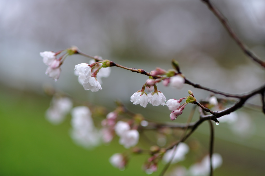 涌谷城址の桜