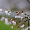 涌谷城址の桜