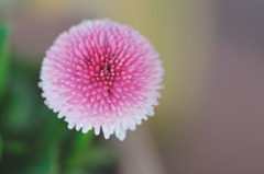春花