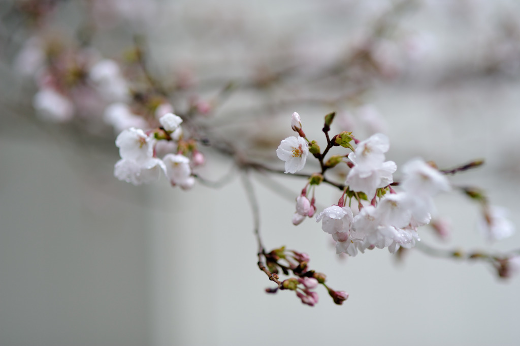 涌谷城址の桜２