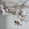 涌谷城址の桜２