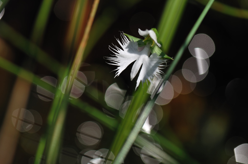 DSC_1583Z