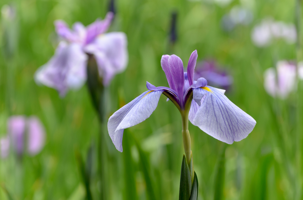 花菖蒲