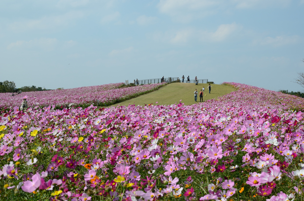 コスモスの丘