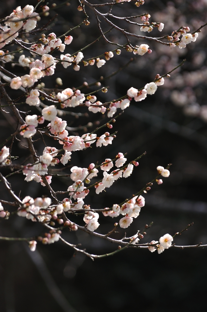 鎮国寺　梅