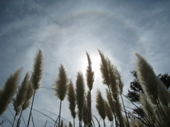 パンパスグラス