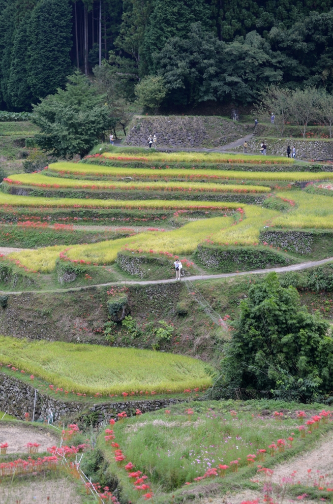 棚田の彼岸花