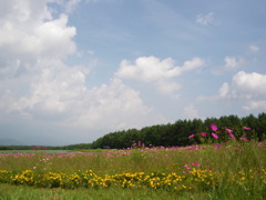 コスモスと草原と秋の空