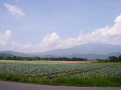 どこまでもキャベツ畑