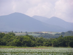 拡大してもキャベツ畑