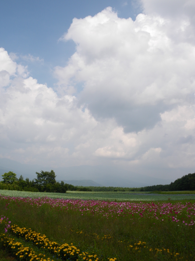 やわらかい風景