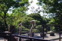 ダチョウ