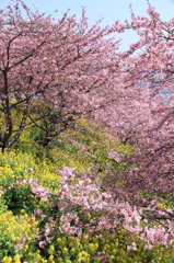 桜花激流