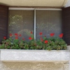 Balcony and Red Flowers