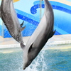 sIMG_10-11-15_332