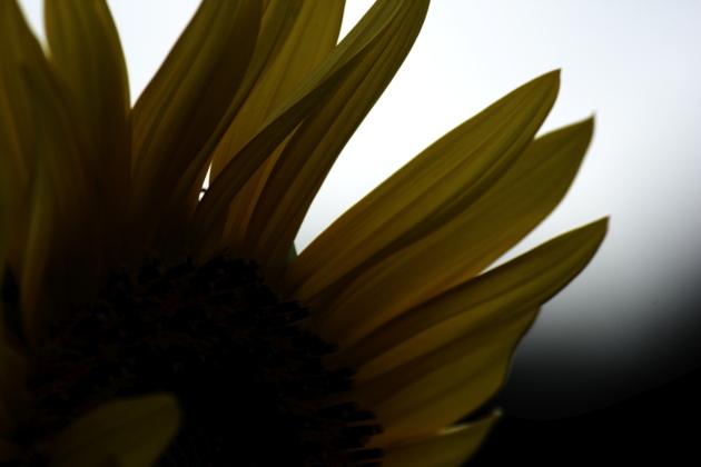 bIMG_11-08-24_028