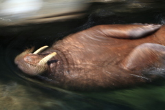 _MG_0660