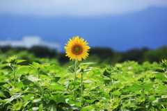 bIMG_11-08-24_021