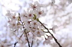 SAKURA