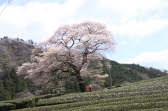 茶と桜