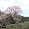 茶と桜