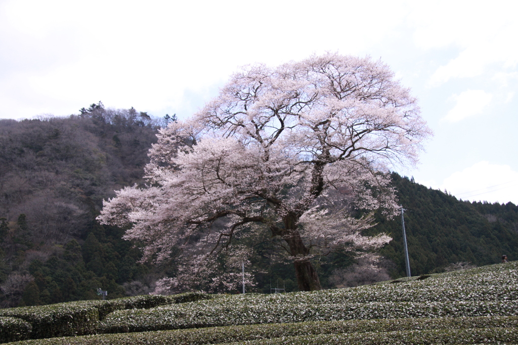 山里の1本