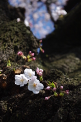 多摩川の桜